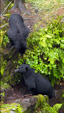 What ya doing? Bears are often inquisitive and playful. Fishing is good and the bears are fat. Wildlife and siteseeing tours are a must do in Ketchikan.