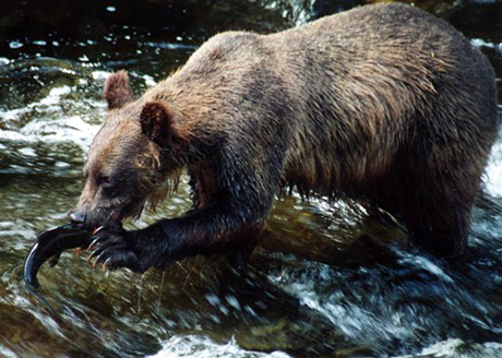 Anan Creek Bear Viewing Anan Creek bear viewing is one of the premier destinations in Alaska. Island Wings operates the only guided bear tours to Anan from Ketchikan.