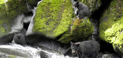Cubs Learn by Watching Parents Island Wings Anan Creek guided wildlife sightseeing tours take you be sea plane for Alaska bear viewing at its best.