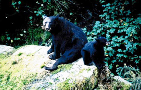 Mother and Cub Relaxing in the Sun. Island Wings wildlife tours take you to Anan Creek by float plane where you can view bears fishing.
