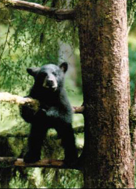 Cub in tree Island Wings transport and guides bear viewing tours in Southeast Alaska to Anan Creek and Traitors cove.
