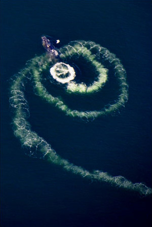 Humpback whales bubble net feeding Island Wings can transport you to see humpback whales in Southeast Alaska.