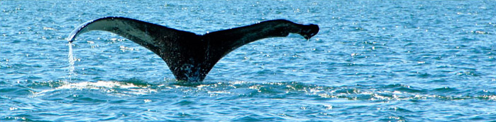 Iconic image of a Southeast Alaska Humpback Whale seen from a whale watching tour by Island Wings.