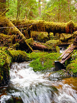 One of countless streams in the Misty Fiords National Monument.  Much of the terrain is only accessable by seaplane .